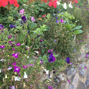 flowerbed